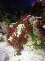 ImageUploadedByReefs1368124662.115330.jpg