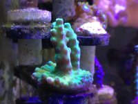 ImageUploadedByReefs1376174602.263327.jpg