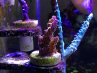 ImageUploadedByReefs1376174615.480029.jpg