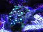 ImageUploadedByReefs1376174627.315828.jpg