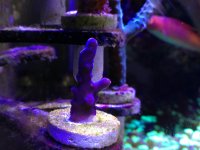 ImageUploadedByReefs1376174644.513247.jpg