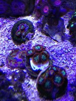 ImageUploadedByReefs1376189610.150017.jpg