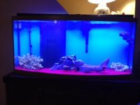 fishtank2.JPG