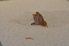 Jan_25_hitchhiker_0002-2.jpg