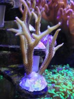 ImageUploadedByReefs1376349502.610593.jpg