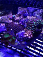 ImageUploadedByReefs1372112640.607871.jpg