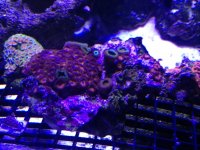 ImageUploadedByReefs1372112689.685970.jpg