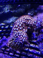 ImageUploadedByReefs1372112700.253073.jpg