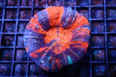 IMG_3929.jpg
