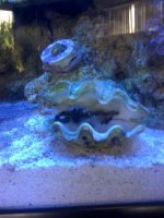 ImageUploadedByReefs1368540019.164669.jpg