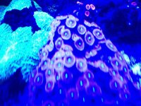 ImageUploadedByReefs1372210397.135846.jpg