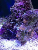 ImageUploadedByReefs1380472861.866046.jpg ImageUploadedByReefs1380472861.866046.jpg