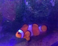 NEMO.jpg