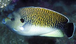 Apolemichthys-kingi.jpg