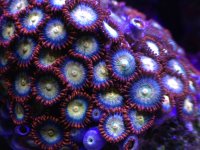 ImageUploadedByReefs1372468975.609393.jpg