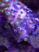 ImageUploadedByTapatalk1390828695.319187.jpg