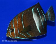 pomacanthus-rhomboides-10.jpg