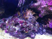 ImageUploadedByReefs1372644906.359073.jpg