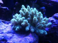 coral.JPG