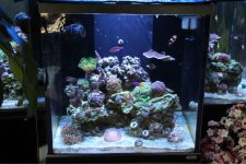 ImageUploadedByReefs1372888464.836746.jpg