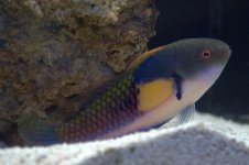 yellow flanked wrasse.jpg