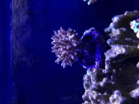 First SPS.jpg