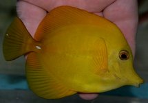 yellow scopas.jpg