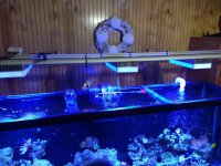 ImageUploadedByReefs1384284620.195108.jpg
