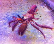 ImageUploadedByReefs1373602773.013787.jpg
