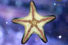 starfish_on_starfish1.jpg