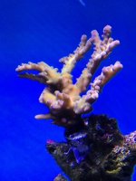 ImageUploadedByReefs1388285357.506042.jpg