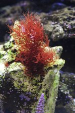 algae.jpg