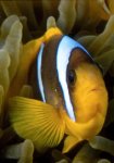 clownfish_160.jpg