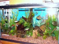 freshwater 005.jpg