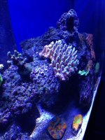 coral .jpg