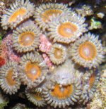 Zoa.jpg