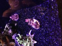 ImageUploadedByReefs1374565152.015648.jpg