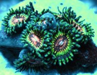 unknownZoa.jpg