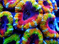 ultra acan1.JPG