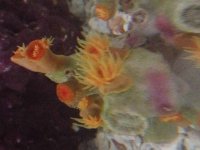 ImageUploadedByReefs2014-07-20 12:04:49 EDT.jpg