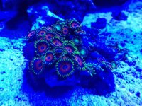 ImageUploadedByReefs2014-06-05 22:28:54 EDT.jpg