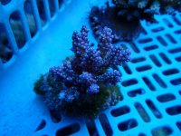 293. Acropora - 04.00 Inch - USD. 12.00.jpg