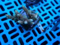 295. Acropora - 04.00 Inch - USD. 12.00.jpg