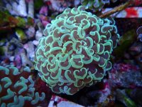 402. Euphyllia ancora - 03.00 Inch - USD. 12.00.jpg