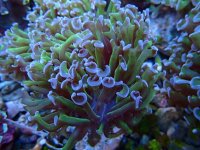 412. Euphyllia ancora - 03.00 Inch - USD. 15.000.jpg