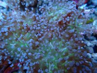 431. Euphyllia cristata - 03.00 Inch - USD. 12.00.jpg