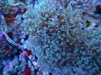 438. Euphyllia cristata - 03.00 Inch - USD. 12.00.jpg