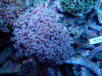 454. Euphyllia divisa - 03.00 Inch - USD. 20.00.jpg