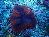 545. Lobophyllia - 03.00 Inch - USD. 14.00.jpg