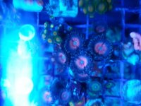 pink zoa2.jpg